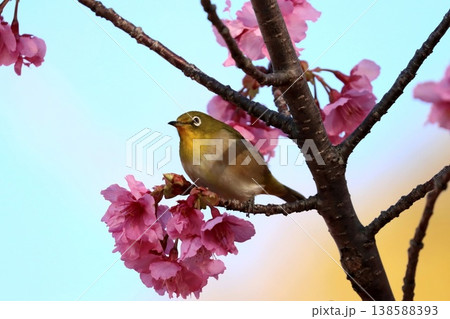 河津桜に来た「メジロ」 138588393