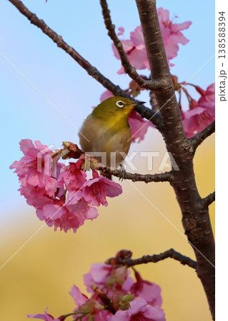 河津桜に来た「メジロ」 河津桜に来た「メジロ」 138588394
