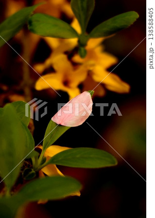 レンギョウに貼り付いたソメイヨシノの花びら レンギョウに貼り付いたソメイヨシノの花びら 138588405