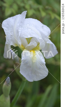 雨粒をまとい咲きかける白いアヤメ　開花直前の繊細な花のクローズアップ 138588414