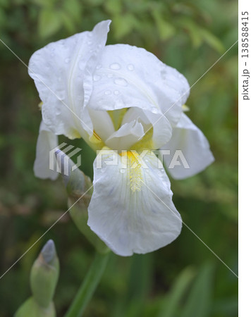 雨粒をまとい咲きかける白いアヤメ　開花直前の繊細な花のクローズアップ 138588415
