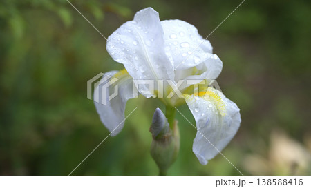 雨粒をまとい咲きかける白いアヤメ　開花直前の繊細な花のクローズアップ 138588416