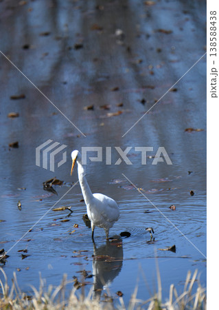 サギ 138588438