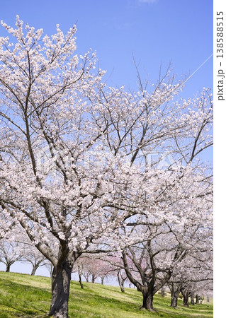 青空に映える満開の桜 青空に映える満開の桜 138588515