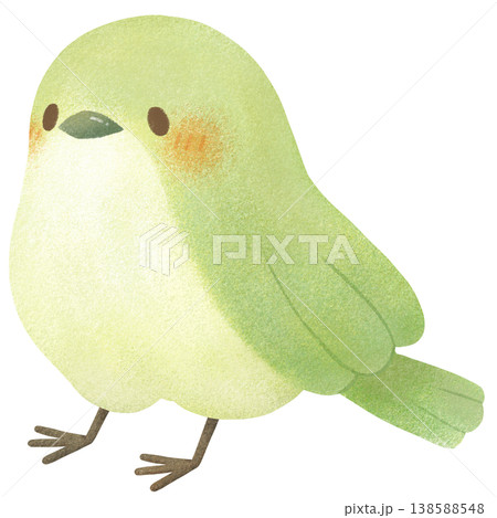 ウグイス ウグイス 138588548