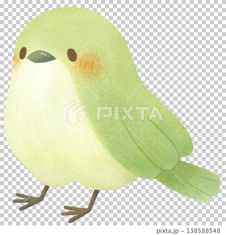 ウグイス ウグイス 138588548