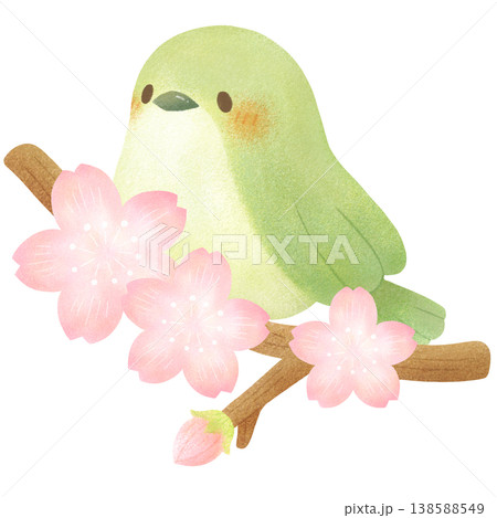 桜とウグイス 桜とウグイス 138588549