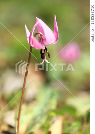 カタクリの花 138588710
