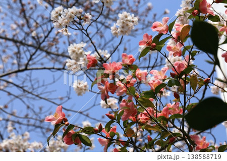 椿と桜 138588719