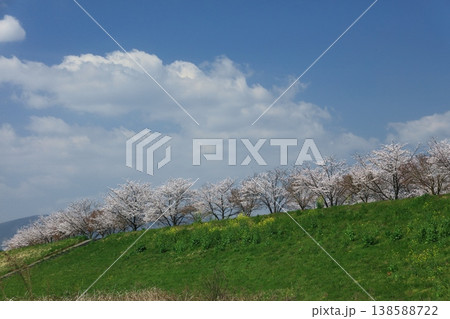 保津川河川敷公園の桜並木 138588722