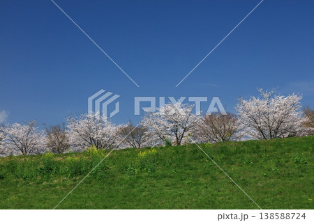 保津川河川敷公園の桜並木 保津川河川敷公園の桜並木 138588724