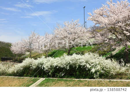 雪柳と桜 雪柳と桜 138588742