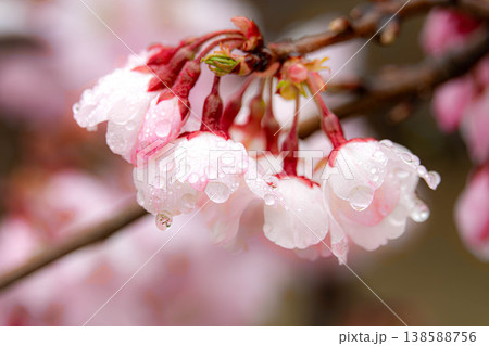 しっとりと降る春雨の中で美しい花を咲かせている桜の花 138588756