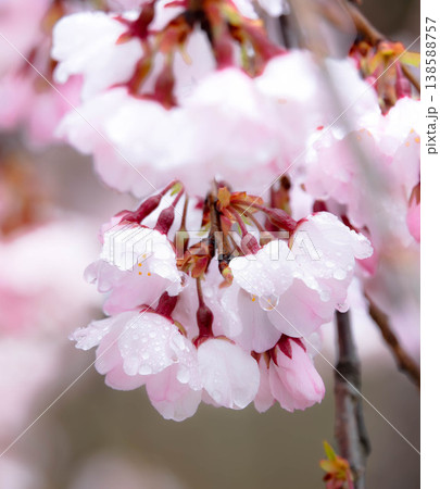 しっとりと降る春雨の中で美しい花を咲かせている桜の花 138588757