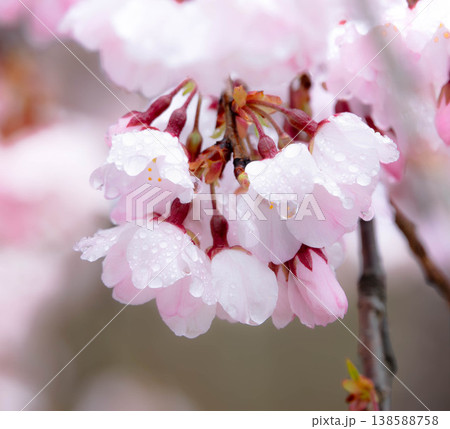 しっとりと降る春雨の中で美しい花を咲かせている桜の花 138588758