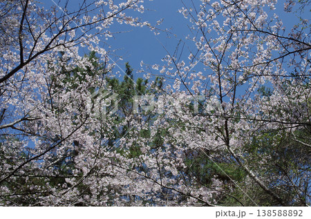 春が来た。桜の開花便りが届いてくる季節になった。気分も浮き浮きしてくる。ひたち海浜公園の桜。 春が来た。桜の開花便りが届いてくる季節になった。気分も浮き浮きしてくる。ひたち海浜公園の桜。 138588892