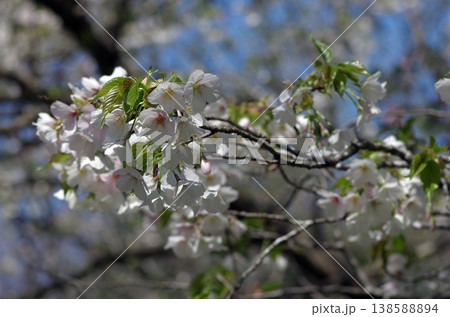 春が来た。桜の開花便りが届いてくる季節になった。気分も浮き浮きしてくる。ひたち海浜公園の桜。 春が来た。桜の開花便りが届いてくる季節になった。気分も浮き浮きしてくる。ひたち海浜公園の桜。 138588894