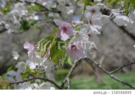 春が来た。桜の開花便りが届いてくる季節になった。気分も浮き浮きしてくる。ひたち海浜公園の桜。 春が来た。桜の開花便りが届いてくる季節になった。気分も浮き浮きしてくる。ひたち海浜公園の桜。 138588895
