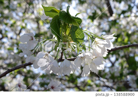 春が来た。桜の開花便りが届いてくる季節になった。気分も浮き浮きしてくる。ひたち海浜公園の桜。 春が来た。桜の開花便りが届いてくる季節になった。気分も浮き浮きしてくる。ひたち海浜公園の桜。 138588900