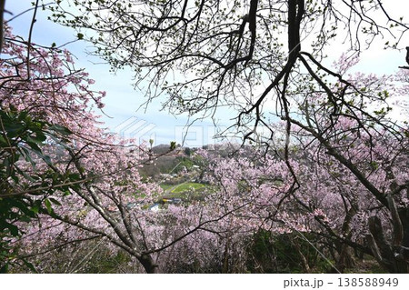 花見山公園から俯瞰した福島市内 花見山公園から俯瞰した福島市内 138588949