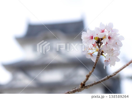 兵庫県姫路市にある国宝で世界文化遺産を背景に咲く桜の花 兵庫県姫路市にある国宝で世界文化遺産を背景に咲く桜の花 138589264
