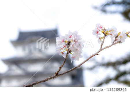 兵庫県姫路市にある国宝で世界文化遺産を背景に咲く桜の花 兵庫県姫路市にある国宝で世界文化遺産を背景に咲く桜の花 138589265
