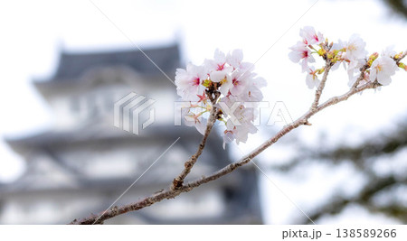 兵庫県姫路市にある国宝で世界文化遺産を背景に咲く桜の花 兵庫県姫路市にある国宝で世界文化遺産を背景に咲く桜の花 138589266