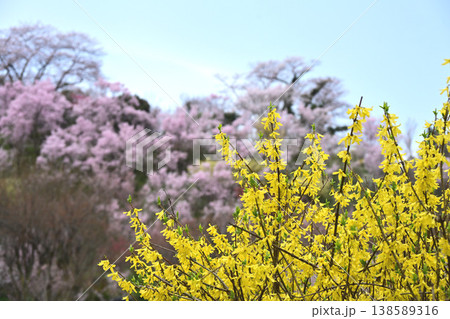 春爛漫の花見山公園 春爛漫の花見山公園 138589316