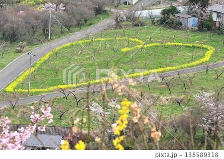 春爛漫の花見山公園 春爛漫の花見山公園 138589318
