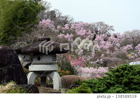 春爛漫の花見山公園 春爛漫の花見山公園 138589319