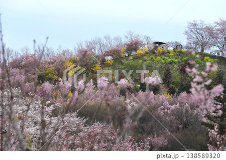 春爛漫の花見山公園 春爛漫の花見山公園 138589320