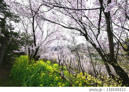 春爛漫の花見山公園 138589322