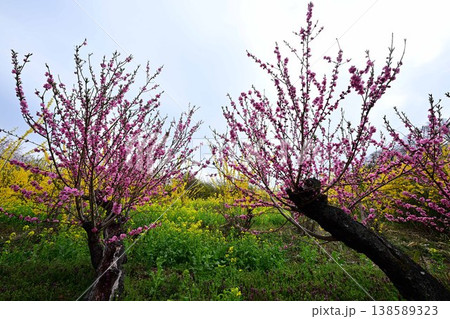 春爛漫の花見山公園 春爛漫の花見山公園 138589323