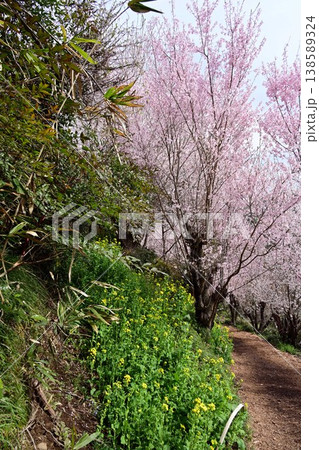春爛漫の花見山公園 春爛漫の花見山公園 138589324