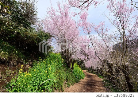 春爛漫の花見山公園 138589325