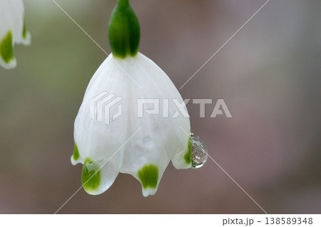 白いスノーフレークの花と水滴のクローズアップ 138589348