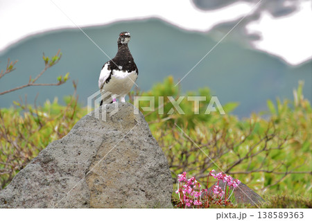 ライチョウと高山植物(2) ライチョウと高山植物(2) 138589363