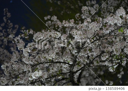 夜桜　日本 138589406