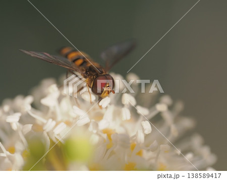 ヤツデの花にヒラタアブ 138589417