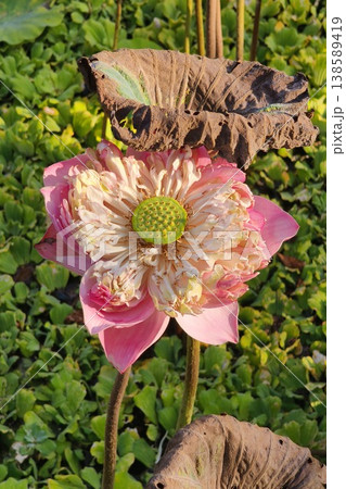 Close up pink color fresh lotus blossom Close up pink color fresh lotus blossom 138589419