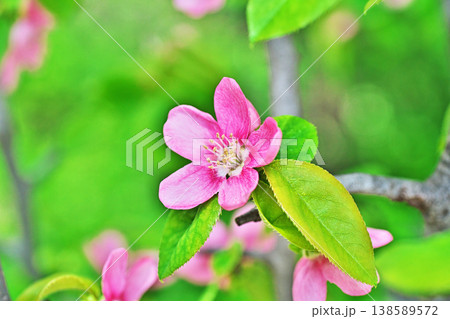 ピンク色のカリンの花(春、四月) ピンク色のカリンの花(春、四月) 138589572