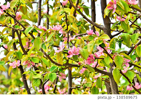 ピンク色のカリンの花(春、四月) ピンク色のカリンの花(春、四月) 138589675