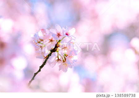 桜の季節 138589738