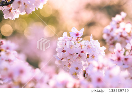 玉ボケをバックにした満開の桜 玉ボケをバックにした満開の桜 138589739