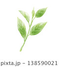 茶葉　抹茶　手描き　水彩風 138590021