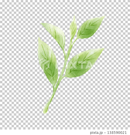 Tea leaves, matcha, hand-painted, watercolor style Tea leaves, matcha, hand-painted, watercolor style 138590021