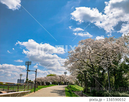 爽やかな青空と満開の桜 138590032