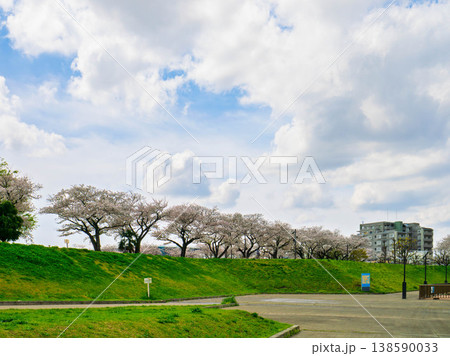 桜咲く中川土手 138590033