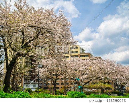 満開の桜と高層マンション 138590038