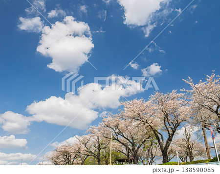 青空に映える桜 138590085